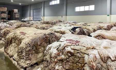 Las plantas evitarían tener que almacenarlos o incluso enterrar lo cueros, como ocurría con frecuencia. Las plantas evitarían tener que almacenarlos o incluso enterrar lo cueros, como ocurría con frecuencia.