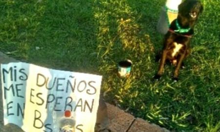 joven viaja a pie de posadas a buenos aires porque no puede pagar el traslado de su mascota joven viaja a pie de posadas a buenos aires porque no puede pagar el traslado de su mascota