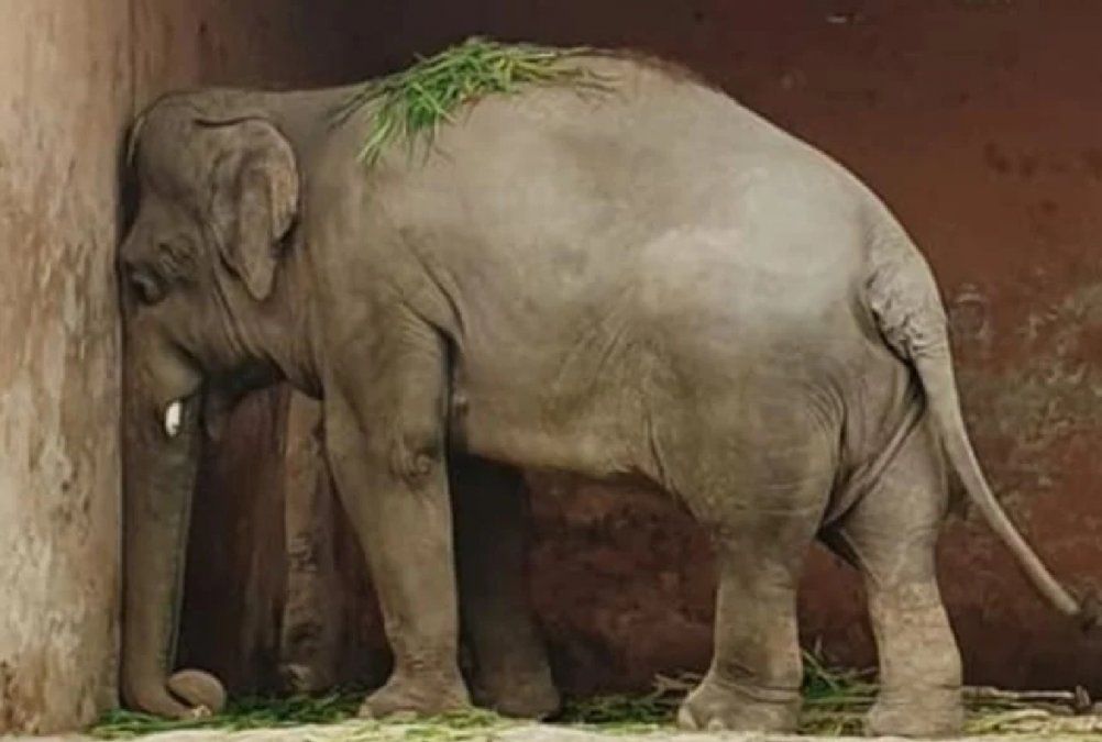 Después de vivir 35 años en un zoo será puesto en libertad Kaavan