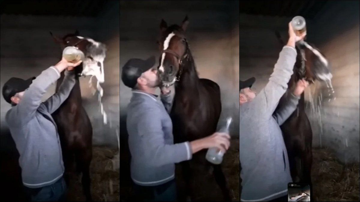 Obligó a su caballo a tomar champagne y lo filmó