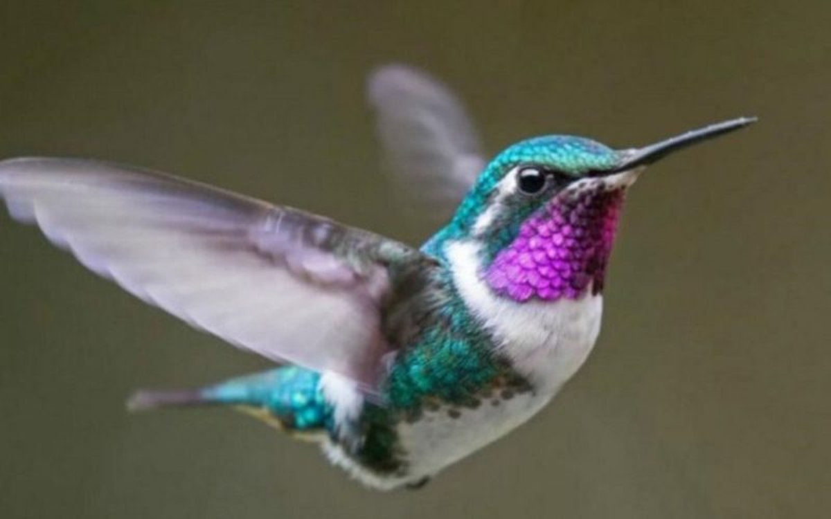 Cuánto dura la vida de un colibrí