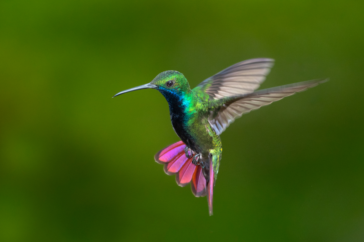 Cuánto pesa un colibrí