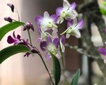 El Feng Shui recomienda colocar la orquídea en estos espacios para favorecer la armonía y la buena energía.