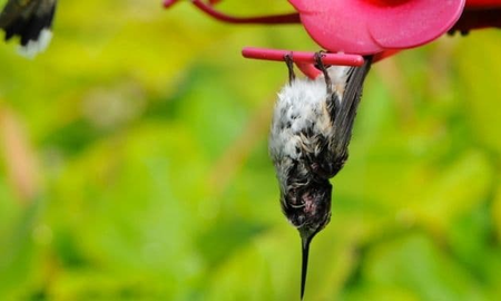 Dónde duerme el colibrí Dónde duerme el colibrí