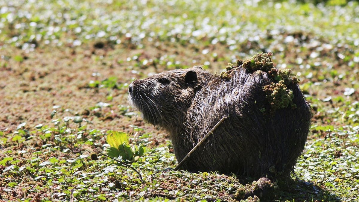 Dentro de la Reserva Natural Lagunas de San Vicente se encuentra más de 200 especies de fauna registradas. Dentro de la Reserva Natural Lagunas de San Vicente se encuentra más de 200 especies de fauna registradas.