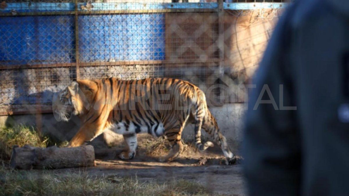 Un tigre en Maggiolo. El animal estaba en un establecimiento rural allanado en junio. 