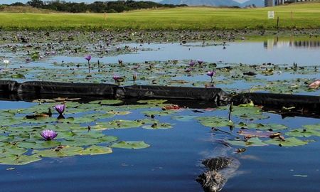 Uno de los cientos de caimanes que están en el Campo Olímpico de golf de Río de Janeiro, Brasil. Uno de los cientos de caimanes que están en el Campo Olímpico de golf de Río de Janeiro, Brasil.