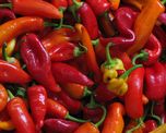 ¿te gusta la comida picante? el aji picante seria bueno para evitar accidentes cerebrovasculares y ataques cardiacos ¿te gusta la comida picante? el aji picante seria bueno para evitar accidentes cerebrovasculares y ataques cardiacos