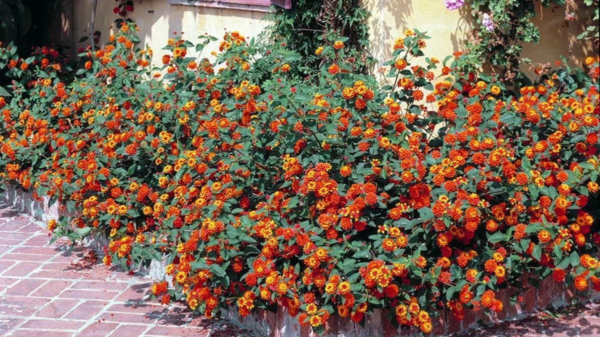 Jardines llenos de color durante todo el año.
