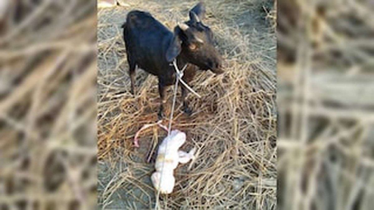 Una cabra dio a luz una cría con rostro humano y la imagen recorrió las redes