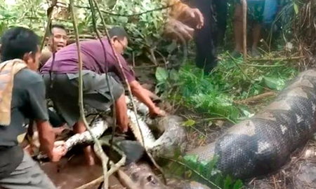 Una pitón gigante devoró entera a una mujer y vecinos sacaron el cadáver de su estómago Una pitón gigante devoró entera a una mujer y vecinos sacaron el cadáver de su estómago