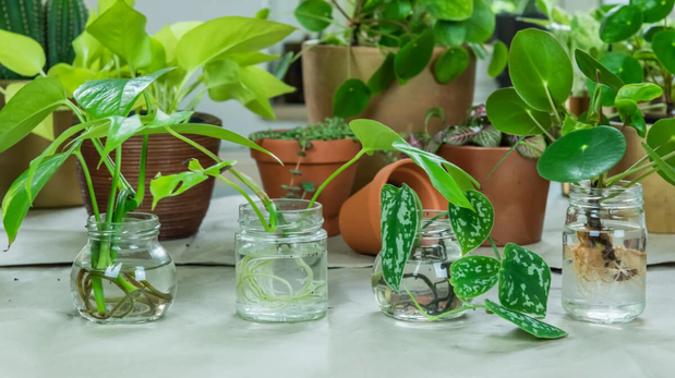 Además de embellecer los espacios, estas plantas contribuyen a la calidad del aire.