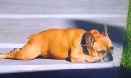 La predicción sobre Gran Hermano de Bartolo, el perro de Devi, se hizo realidad. La predicción sobre Gran Hermano de Bartolo, el perro de Devi, se hizo realidad.