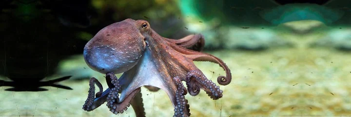 "Tenemos una mejor oportunidad de encontrar mayores formas de vida en Júpiter, quizá similar a la inteligencia de un pulpo".