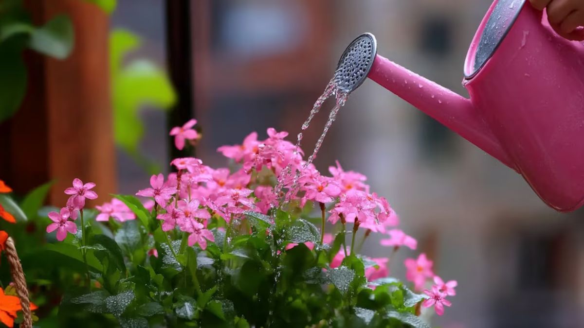 Esta plantas que florecen solas y llenan de flores tu jardín sin esfuerzo.
