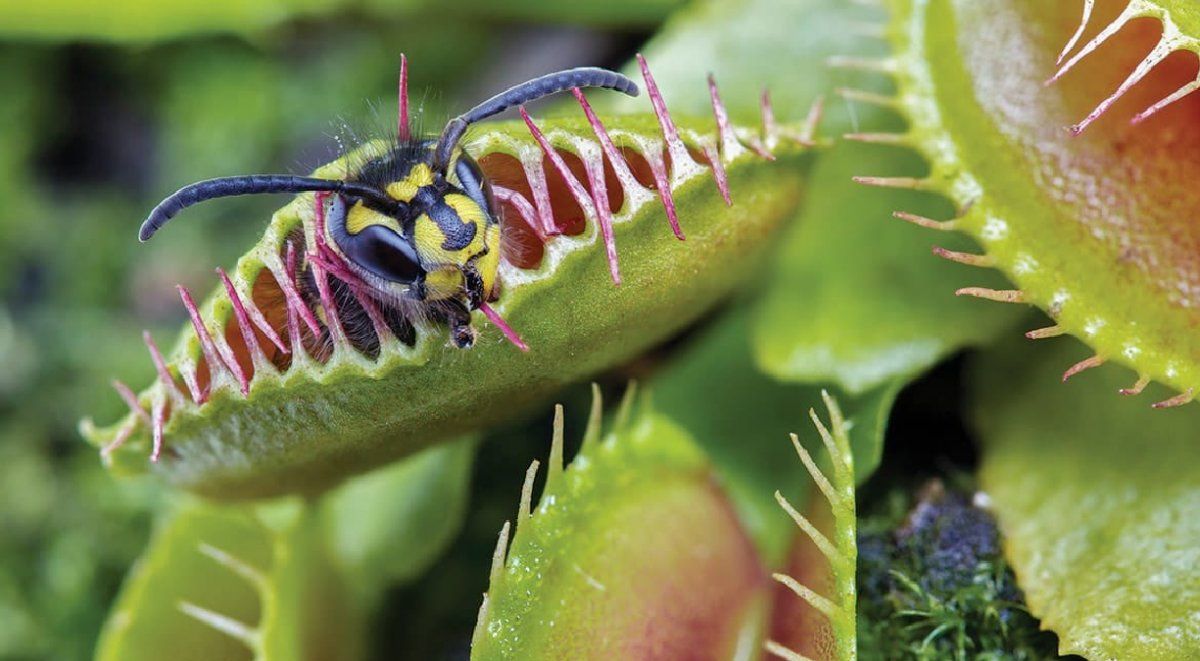 Los mosquitos son atraídos por las plantas y sus colores brillantes de sus flores. 