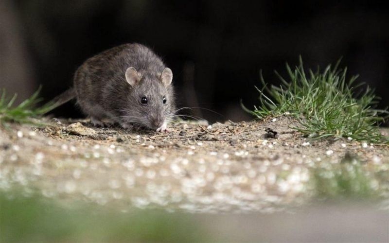 Detectaron un caso de hantavirus en la provincia de Buenos Aires