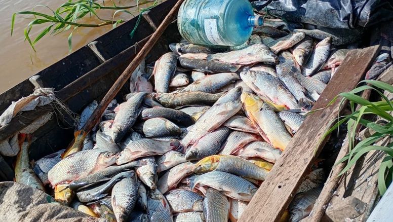 Pesca ilegal en Santa Fe: casi 25.000 peces decomisados en 947 operativos durante 2025