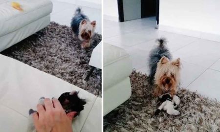 Acaricia un peluche y su perro tiene furiosa reacción al verlo Acaricia un peluche y su perro tiene furiosa reacción al verlo