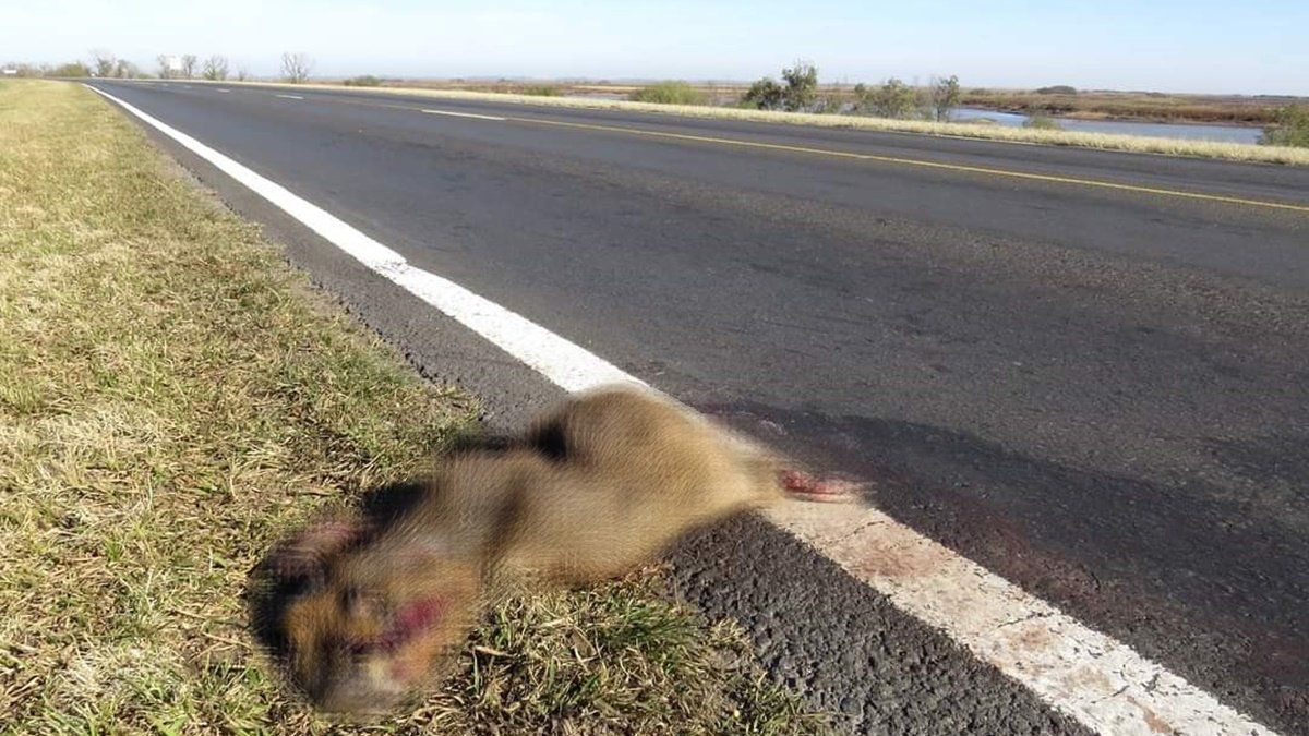 Piden intervención urgente del Estado por la fauna atropellada al huir de las quemas en el Delta.