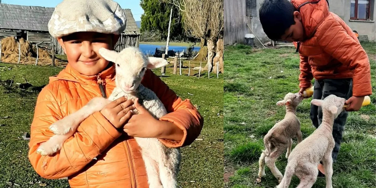 Un nene rescató corderitos de cinco días abandonados en Chubut y los llevó a su casa para cuidarlos