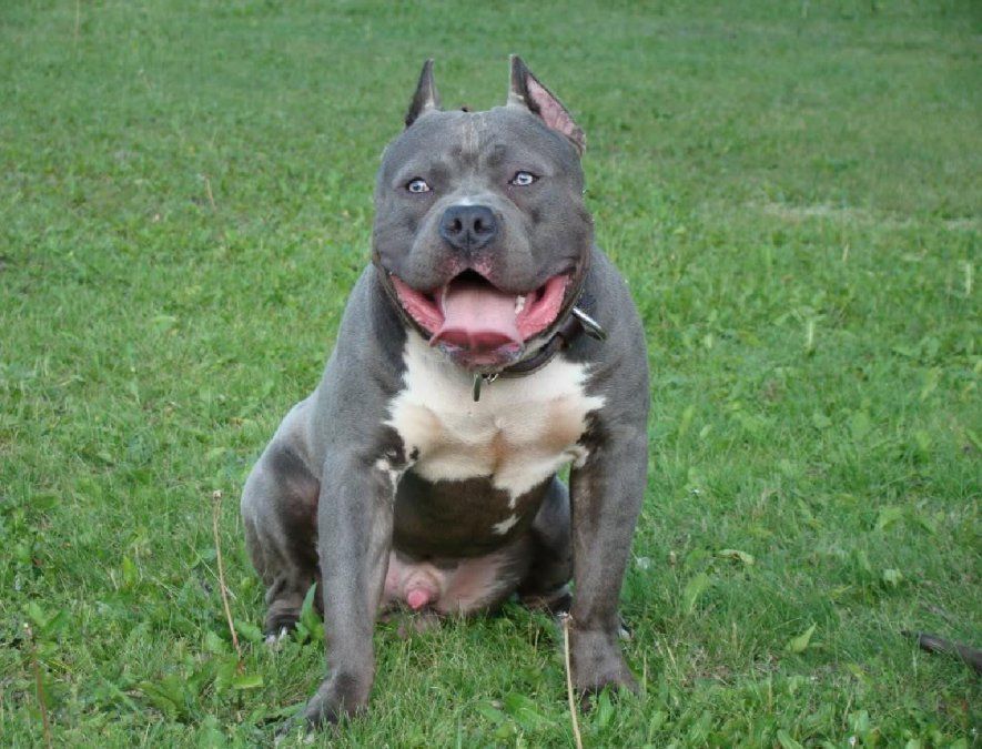 La modificación que estudia el Concejo establece multas de hasta $127.236.