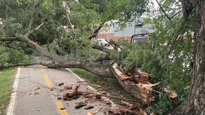 Parte de un árbol cayó sobre la ciclovía de Avenida Alem tras las fuertes ráfagas de viento
