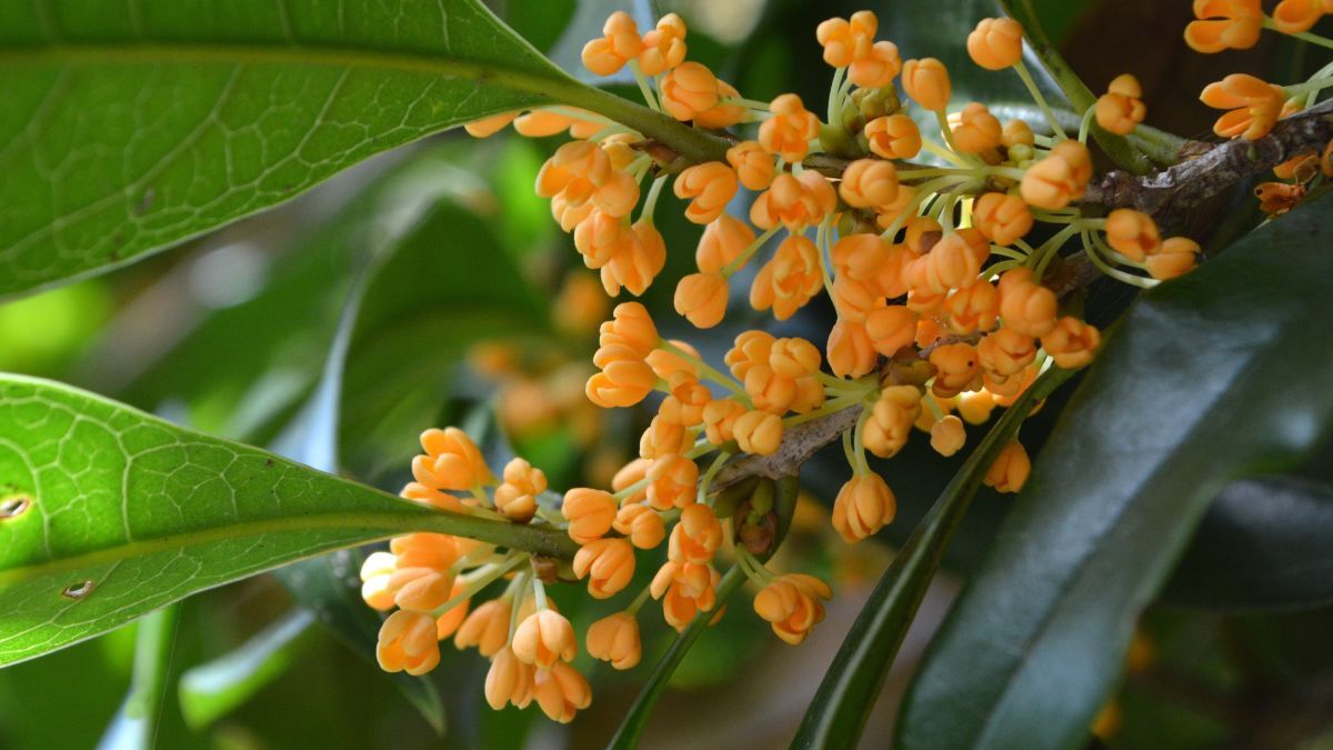 El Osmanto es un árbol resistente que aporta aroma y verde durante todo el año. El Osmanto es un árbol resistente que aporta aroma y verde durante todo el año.