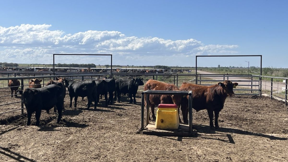 La medición de la eficiencia de conversión de los animales tiene como principal objetivo mejorar la productividad y la sustentabilidad de los sistemas ganaderos, convirtiéndose en un dato de vital importancia para la industria.