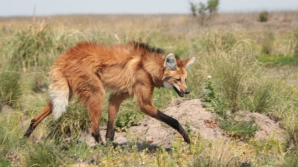 En los bajos se refugian especies amenazadas como el aguará guazú.