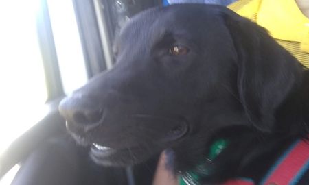 a dedo, el perrito mario bross ya llego a corrientes a dedo, el perrito mario bross ya llego a corrientes