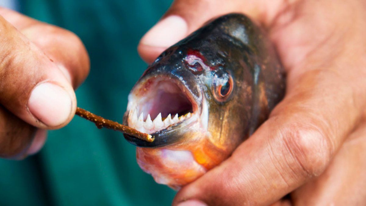 El rescatista que&nbsp;localizó&nbsp;el cuerpo