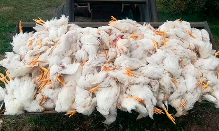 Por otra parte, fuentes consultadas señalaron que en el caso de Rafaela había presencia de adultos en la matanza de aves de corral, al tiempo que se preguntaron: ¿Por qué tanta violencia?. De esa misma forma y bajo un abordaje similar comenzaron a dar los primeros pasos para que no se victimice a niños menores de edad. Por otra parte, fuentes consultadas señalaron que en el caso de Rafaela había presencia de adultos en la matanza de aves de corral, al tiempo que se preguntaron: ¿Por qué tanta violencia?. De esa misma forma y bajo un abordaje similar comenzaron a dar los primeros pasos para que no se victimice a niños menores de edad.