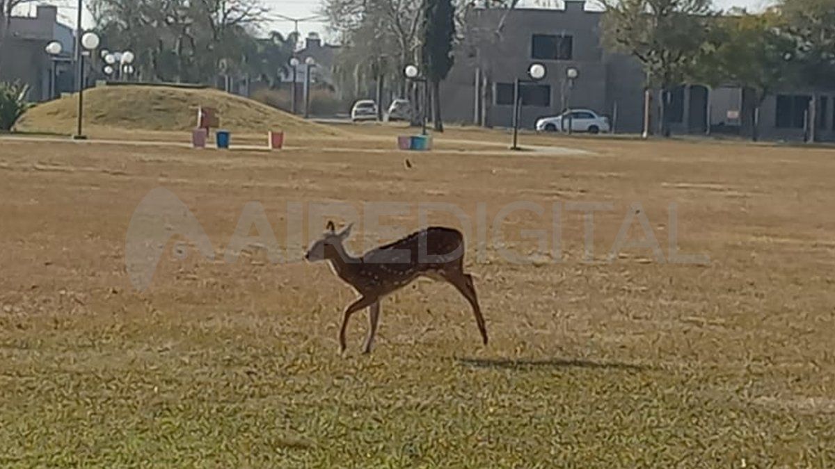 Un especialista explicó que se está haciendo cada vez más recurrente la presencia de esta especie