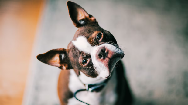 Un perro inclina la cabeza para procesar mejor las palabras de su dueño.