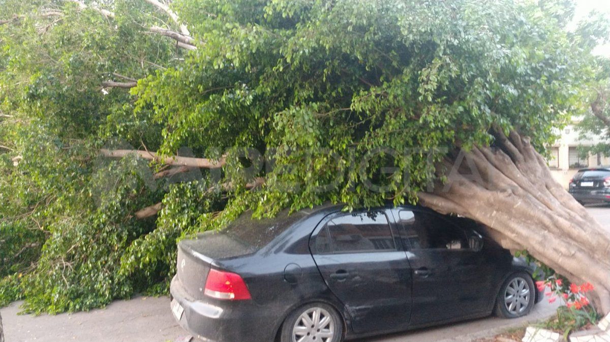 El gran árbol destrozó las ruedas y la parte delantera del coche.