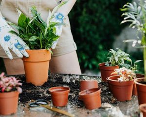 Estas plantas florecen en invierno y llenan de color balcones y jardines. Estas plantas florecen en invierno y llenan de color balcones y jardines.