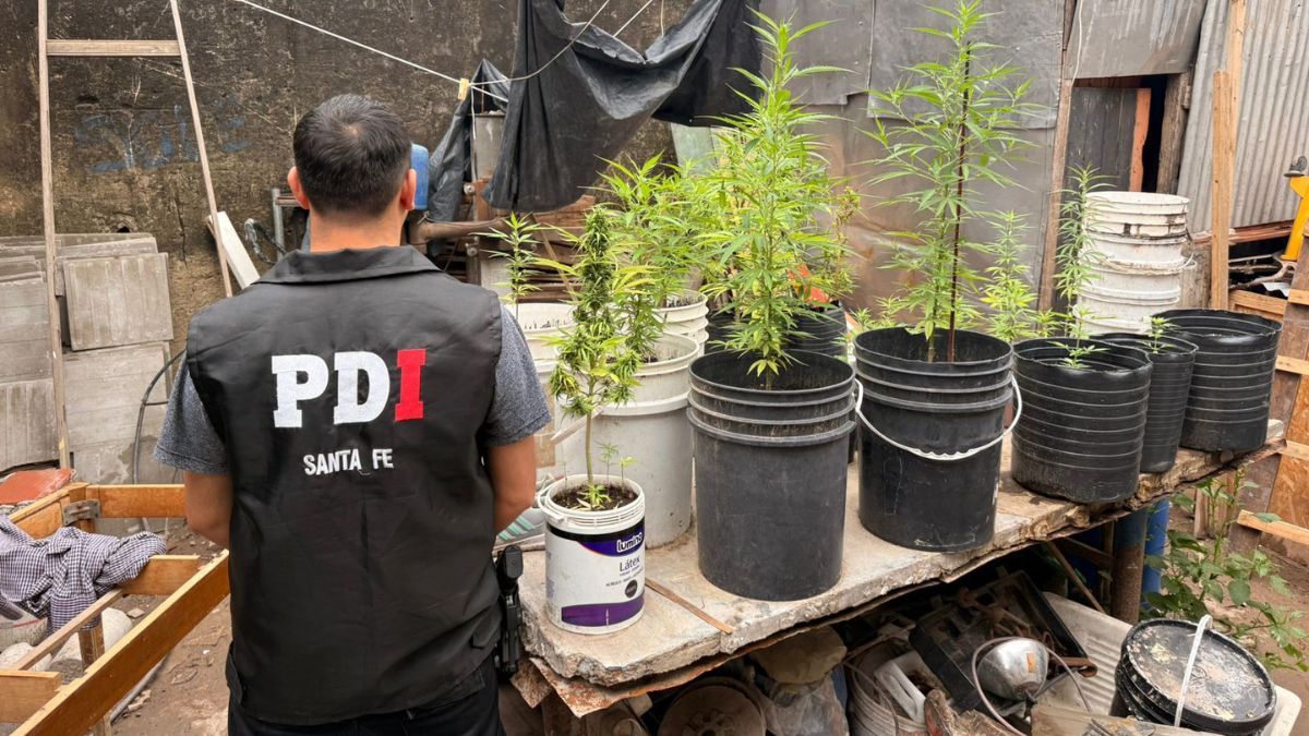 En el lugar se secuestraron 32 plantas de marihuana y una campera