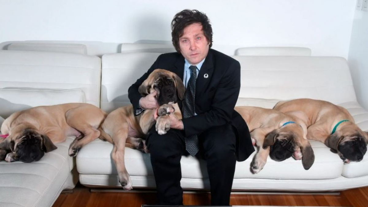 Un grupo de jóvenes aseguró haber secuestrado a Conan, el perro de Javier Milei. Un grupo de jóvenes aseguró haber secuestrado a Conan, el perro de Javier Milei.