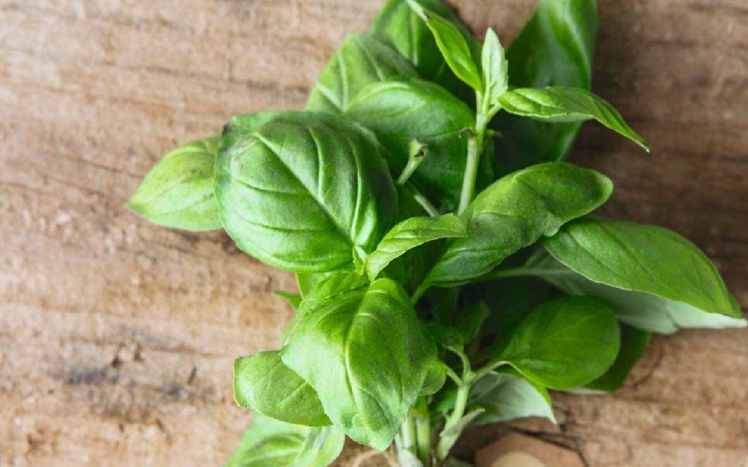 El uso de la albahaca como remedio natural proviene de la India.