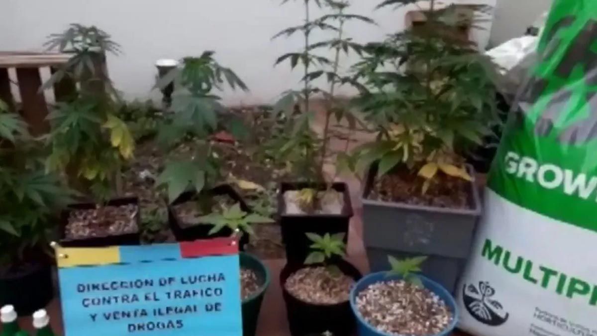 Mont&oacute; un invernadero de marihuana en Flores