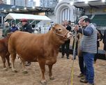 llegaron tim payne, tini tini y de paul a palermo: los primeros animales de la expo rural 26