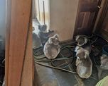 una pareja rescato del fuego a seis koalas y los alojo en su casa una pareja rescato del fuego a seis koalas y los alojo en su casa