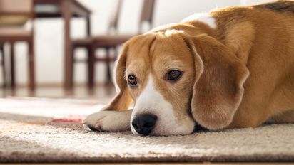 Cuál es el país que te multa si dejas a tu mascota sola: cuánto debes pagar