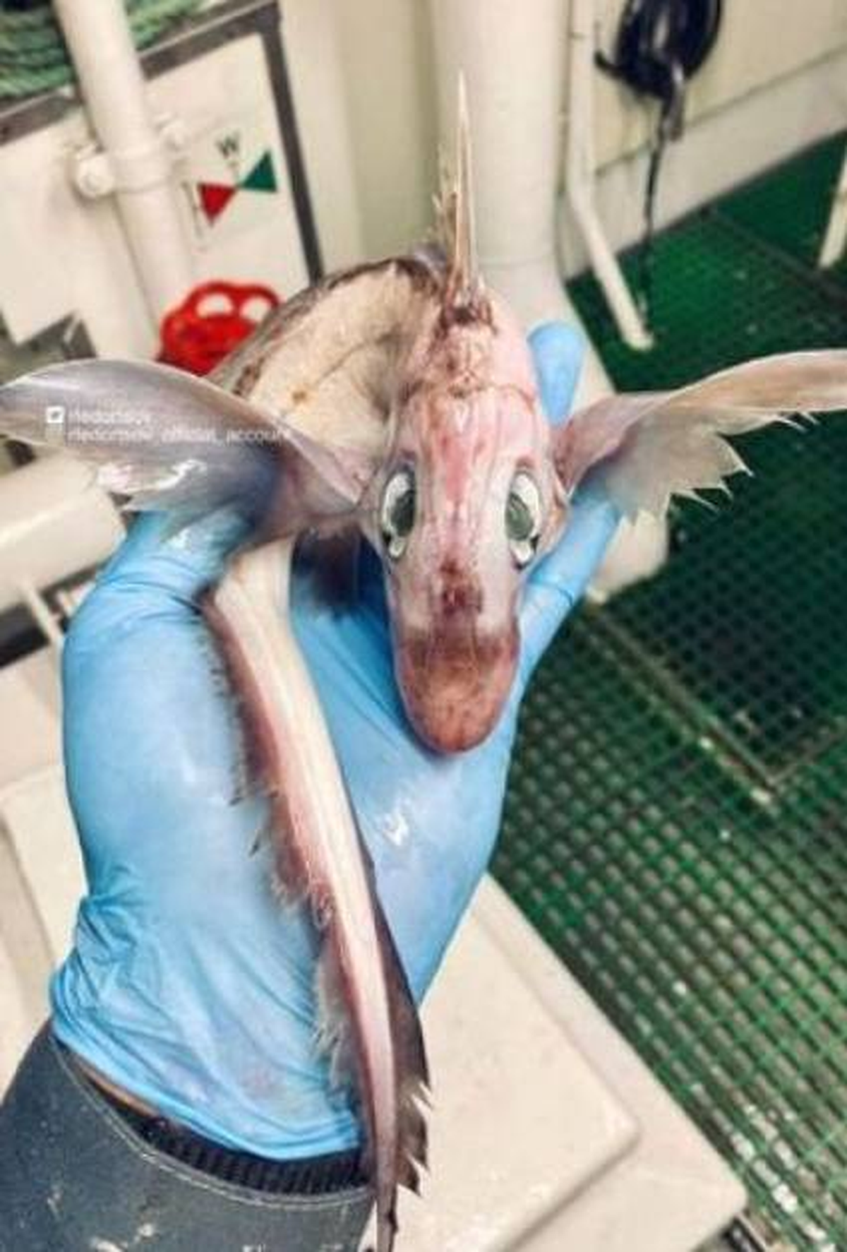 Roman Fedortsov estaba pescando en el mar de Noruega cuando encontró una criatura de aspecto extraño