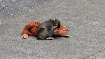 La explicación psicológica detrás del apego y la empatía con el mono Punch.