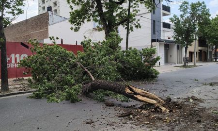 Aire de Santa Fe | arbol caido santa fe 3