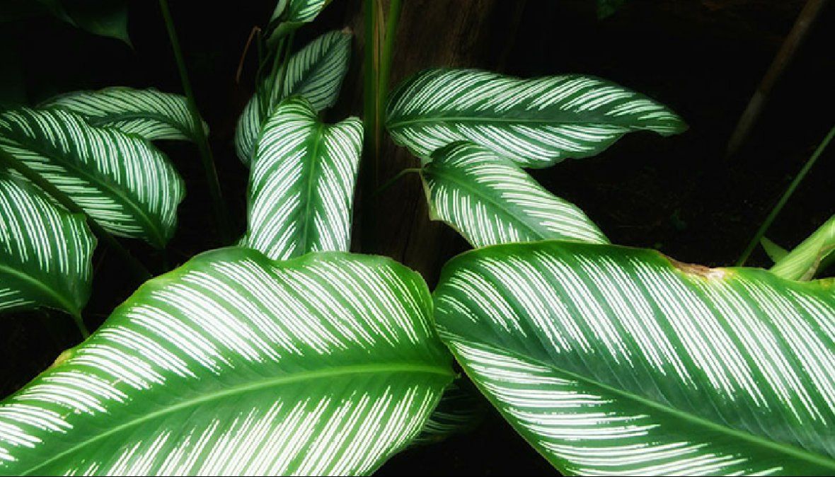 N o necesita demasiada luz para crecer