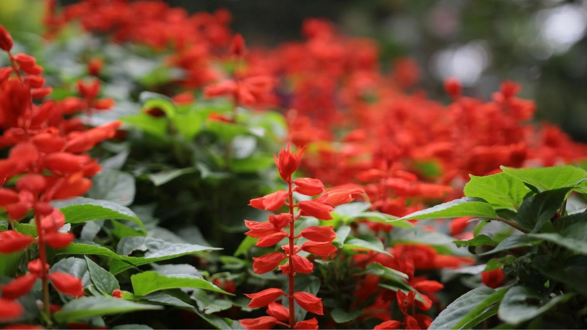 Planta de Salvia Roja. &nbsp;