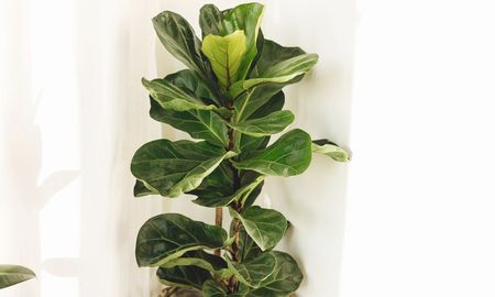 Si tu ficus lyrata tiene hojas pequeñas, estos cuidados pueden ayudarlo a crecer mejor. Si tu ficus lyrata tiene hojas pequeñas, estos cuidados pueden ayudarlo a crecer mejor.